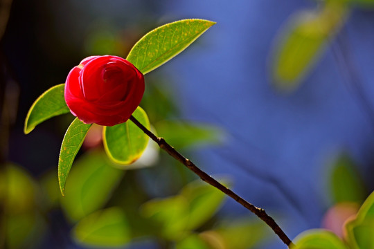 山茶花