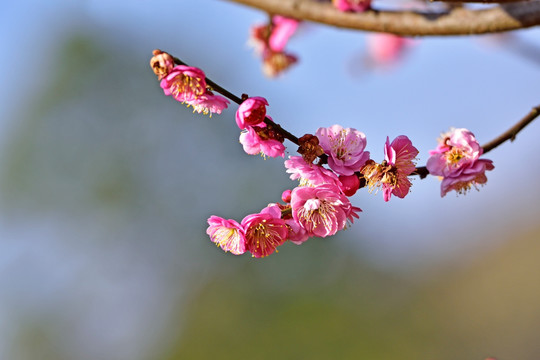 梅花