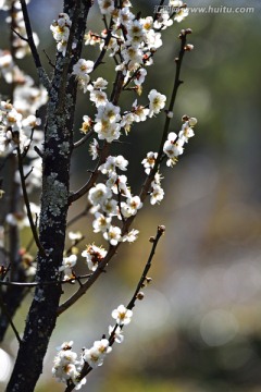 梅花