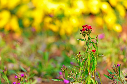 花草