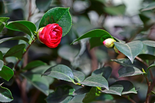 山茶花