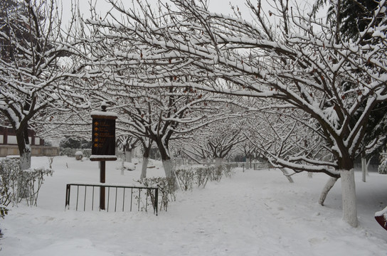 樱林雪景