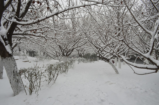 樱林雪景