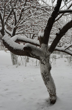 樱林雪景