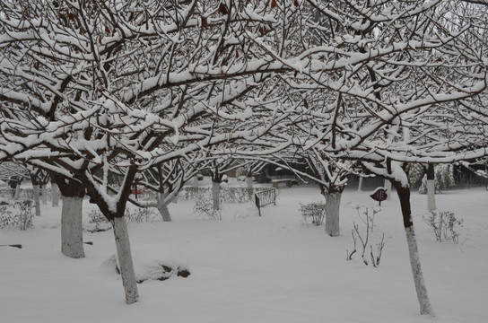 樱林雪景