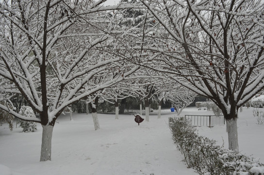 樱林雪景