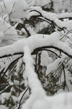 积雪松针