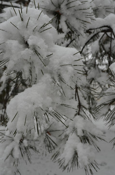 积雪松针