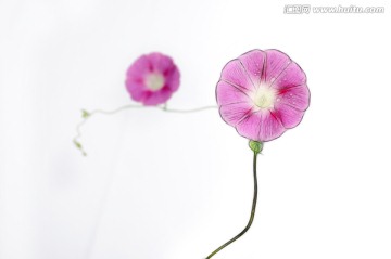 喇叭花創(chuàng)意之美