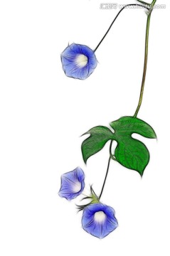 繪畫之藍(lán)色朝顏花