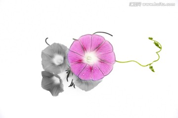 牽牛花創(chuàng)意素材