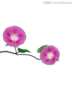 手繪風(fēng)格的朝顏花素材