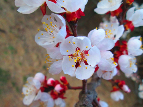 花枝