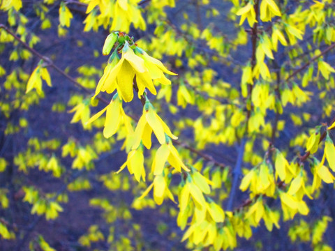 花枝