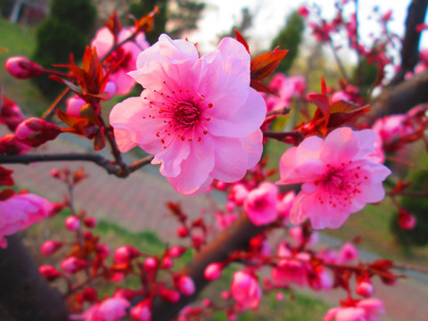 花枝