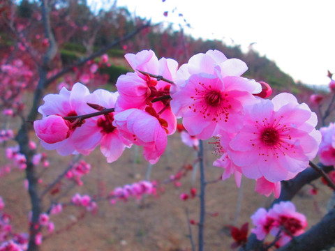 花枝