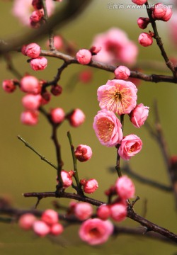 红梅 枝条