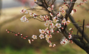 梅花 红梅