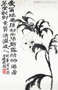 花卉冊十幀6
