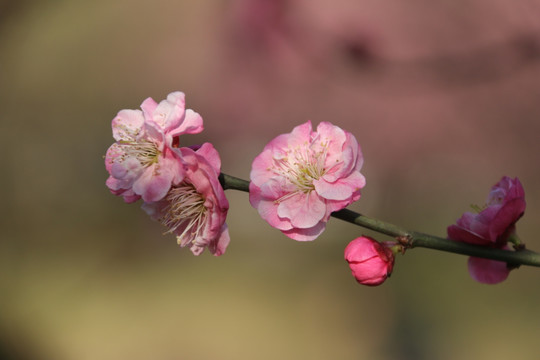 梅花