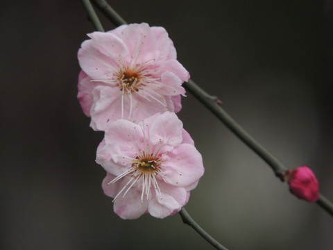 梅花