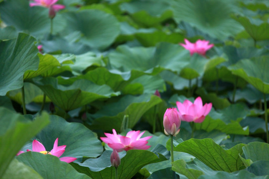 荷花池