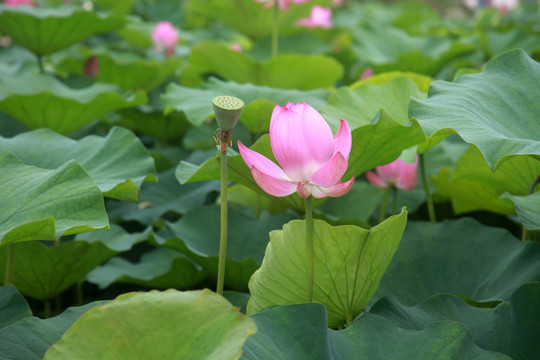 荷花池