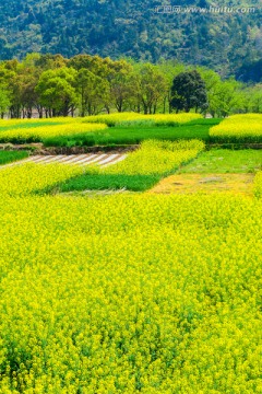 油菜花田