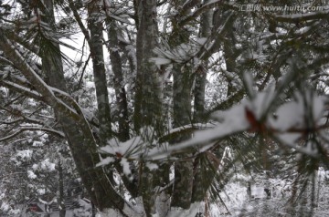 雪中松树