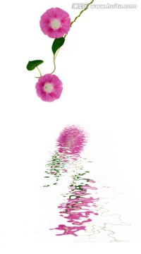 喇叭花倒影
