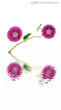 粉色喇叭花