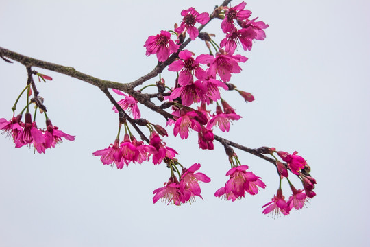 樱花特写