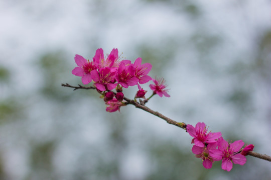 樱花