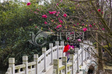 來賓金海公園桃花林