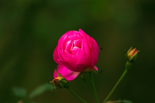 鲜艳的月季花