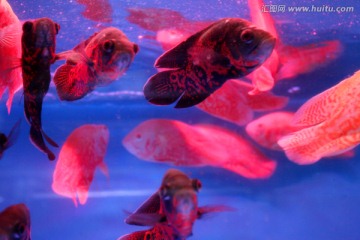 金鱼 水族馆 绿植 水藻 水草