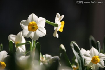 水仙花