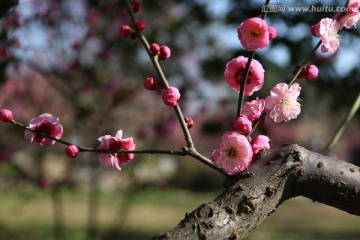 梅花