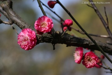 梅花