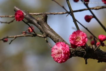 梅花