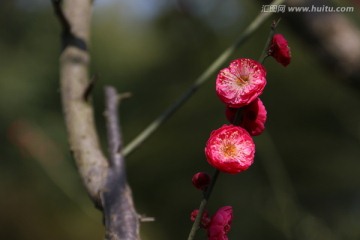 梅花