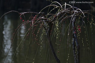 梅花