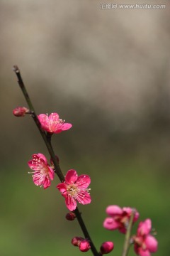 梅花