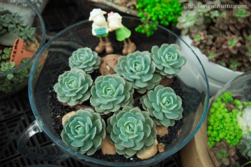 多肉植物