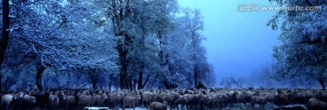 冬季清晨牧羊人