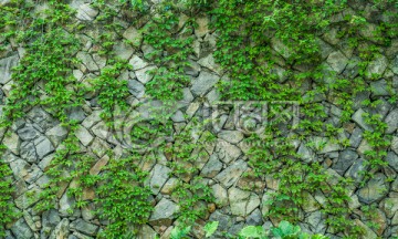 石墙 绿叶