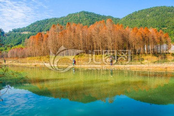 水杉林 杉树