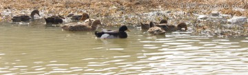 鸭子 水禽 养鹅 湿地 家禽