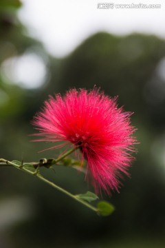 红绒球花