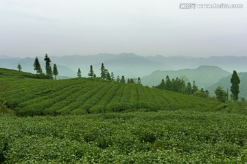 云南茶山 茶田 茶庄